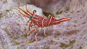 Shrimp 
Canon 600 D - 60 mm macro - 2 x YS-D1
1/125 f:1... by Ahmet Yay 